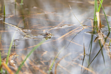 A frog on the surface of a pond in its natural habitat. Common Frog - Rana arvalis colored brown. There are reeds around the frog. The image is reflected in the water. Side view.
