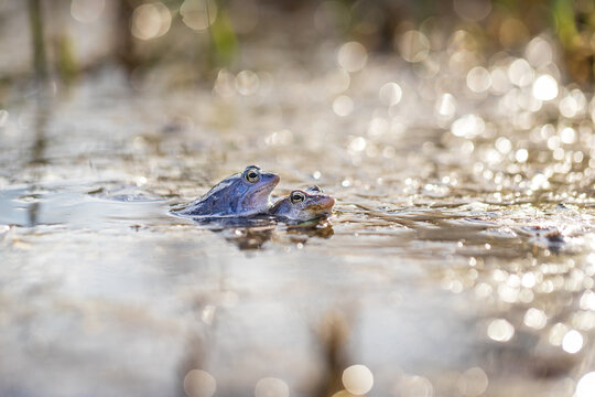 Blue frog on the surface of a swamp. The blue-tailed frog- rana arvalis at the time of mating sits on the surface of the pond. Its image is reflected in the water.