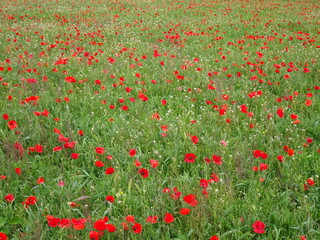 Red Floral Poppy Flower Field 