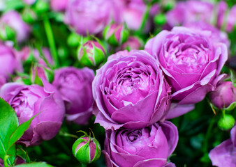 Beautiful pink pion-shaped rose. Bouquet Shrub roses. Magenta flowers