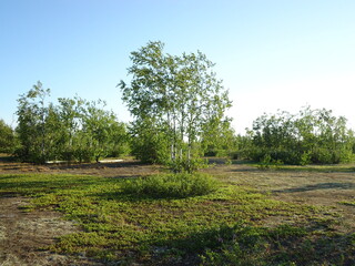 Fototapeta premium Nature in the north