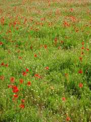 Red Floral Poppy Flower Field 