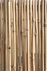 Bamboo Canes On A Terrace