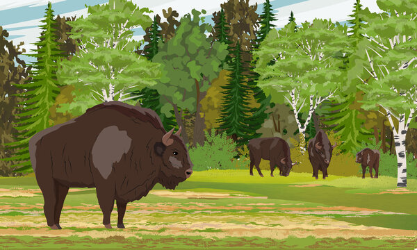Herd of European bison Bison bonasus stands in a clearing near a dense deciduous forest. European wood bison. The wisent or the zubr. Realistic vector summer landscape.