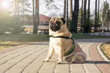 Obraz premium Funny pug dog for a walk