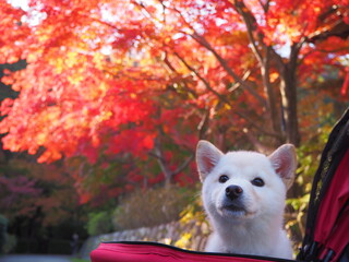 白柴の子犬と紅葉 © Haru