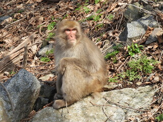 Naklejka premium 白神山地のニホンザル