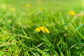 Spring walk in the beautifull nature and wonderfull photo&rsquo;s