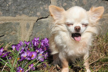 A yawning chihuahua