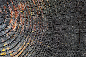 Fototapeta premium Burnt resinous wood glowing texture Selective focus of rough surface felled tree weathered with annual rings. Concept of long life longevity aging. Background with copyspace of black and orange stump.