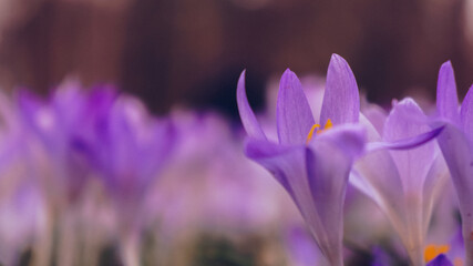 Spring flowers crocuses