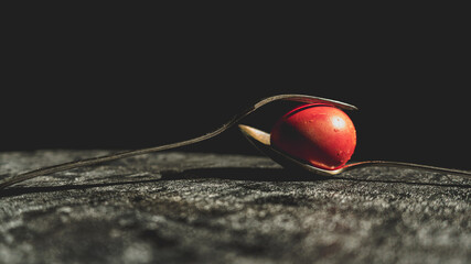 Holy Week, Good Fridy Concept- Red Easter Egg in Spoon on Dark Background