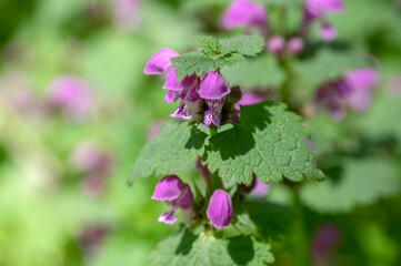 Lamium purpureum wild pink flowering purple dead-nettle flowers in bloom, group of flowering plants