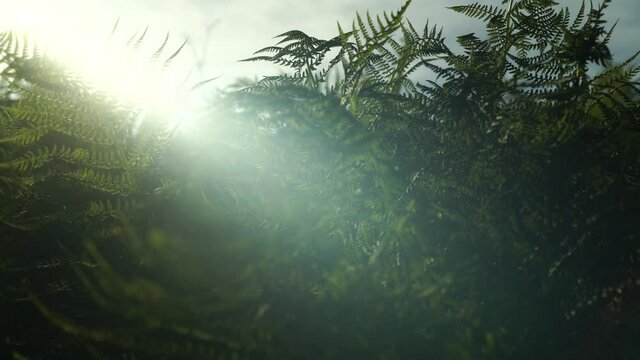 ferns in the sun in motion in the mountains of the northern urals