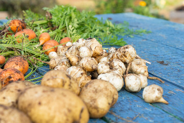 Freshly collected vegetables on the table.