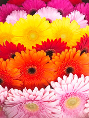 Gerberas of various varieties and colors, flowers are laid out in a row.