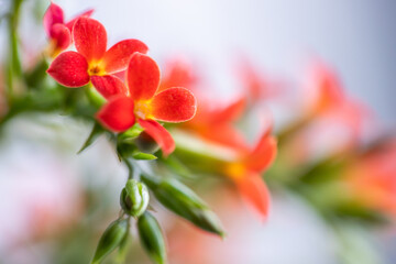small red flowers, background