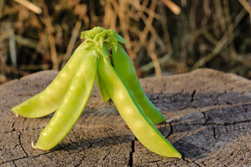 Fresh pods of sweet green peas as natural food summer harvest background. Healthy eating, lifestyle.