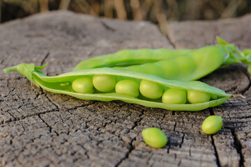 Fresh pods of sweet green peas as natural food summer harvest background. Healthy eating, lifestyle.