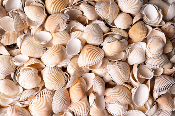Seashell background, lots of different seashells mixed