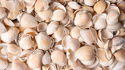 Various colorful mixed sea shells