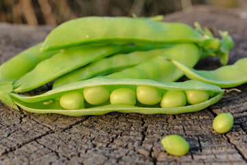 Fresh pods of sweet green peas as natural food summer harvest background. Healthy eating, lifestyle.