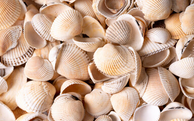 Seashells of white colors. Mollusk shells
