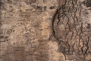 The texture of a thick tree bark in high resolution