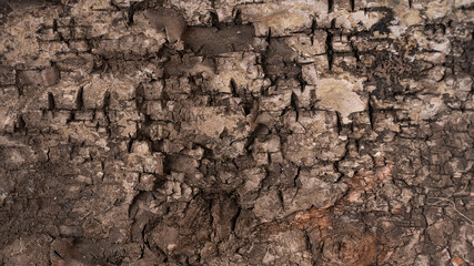 Close up tree texture for wallpaper or background.