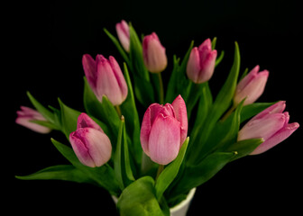 pink tulips on black background
