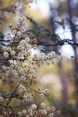 Australian woodland scene of yellow flowers and buds of the Australian native Sunshine Wattle, Acacia terminalis, family Fabaceae, growing in Sydney, NSW. Endemic to southeastern Australia