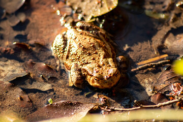 Big brown toad or brown frog warming up in the sun as amphibian and water animal in the wetlands with camouflage in biotope croaking in a lake or pond swimming and diving as wild aquatic species