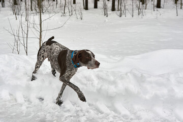 Spotted hunting dog in winter forest walks through the snow