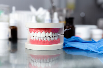 Mock up jaw with teeth on table in dental office