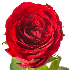 single red rose, isolated on white