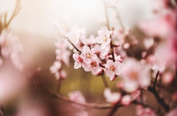 pink cherry blossom. Spring garden tree blossom flowers isolated. Spring time backgrounds.