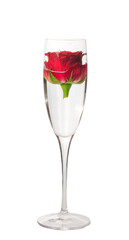Close-up view of beatiful dark red rose in a glass