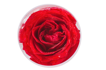 Close-up view of beatiful dark red rose in a glass