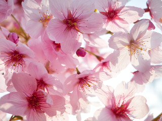 薄桃色の桜アップ