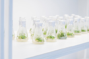 Test tubes with different plants in laboratory, closeup. University lab exploring new methods of plant breeding, Alternative green herb medicine, Natural skin care beauty products, Laboratory and deve
