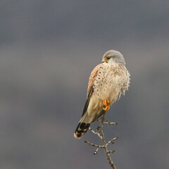 Common Kestrel