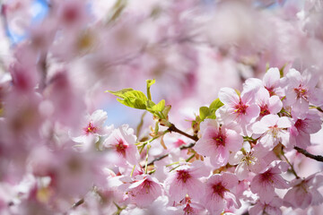 薄桃色の桜