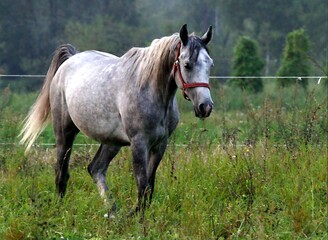 horse