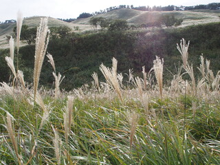 東伊豆　細野高原