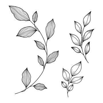 Hand drawn botanical leaves line art