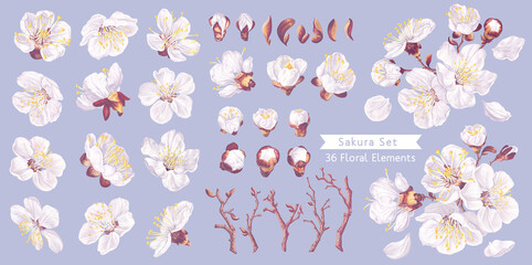 Set of vector realistic spring flowers. Flowers of fruit trees. White inflorescence, petals, apricot buds. Set for your design easy to use and customize, making your own flower arrangements.