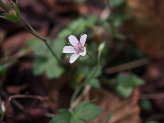 ゲンノショウコ