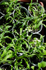 growing Labelia seedlings at home