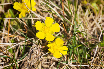 The flower of Potentilla reptans, known as the creeping cinquefoil, European cinquefoil or creeping tormentil