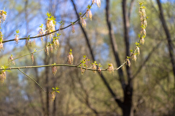 The flower of Acer negundo, the box elder, boxelder maple, Manitoba maple or ash-leaved maple, 